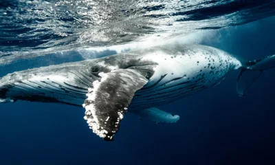 Rescatan a Ballena Jorobada en Alaska 76 Ballena