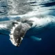 Rescatan a Ballena Jorobada en Alaska 77 Ballena