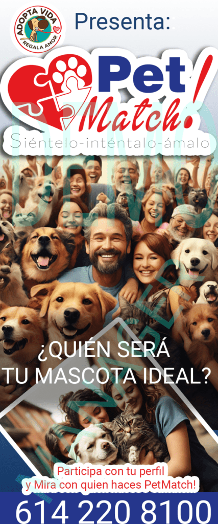 bannerPET MATCH