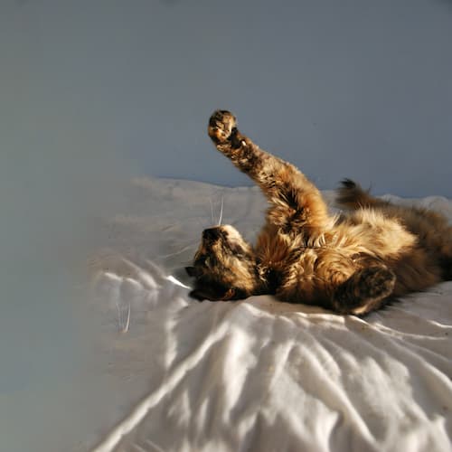 tranquilo Question Image